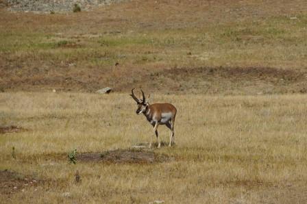 Pronhorn